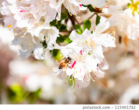 Spring is here! Cute honeybees gather nectar from colorful azaleas. 115401782