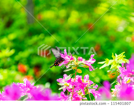 Spring is here: A black swallowtail butterfly comes to suck nectar from a colorful azalea 115401807