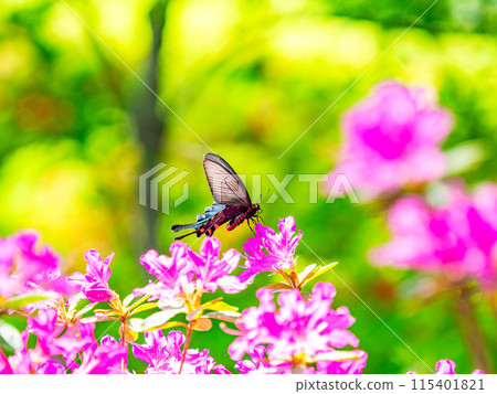 Spring is here: A black swallowtail butterfly comes to suck nectar from a colorful azalea 115401821