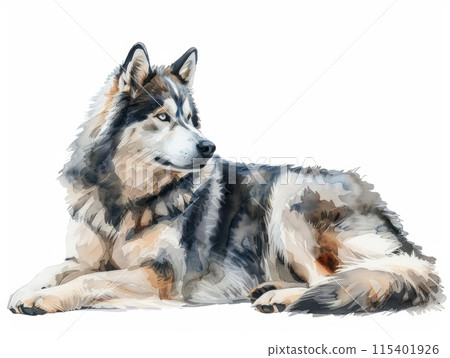 Alaskan Malamute watercolor isolated on white background 115401926