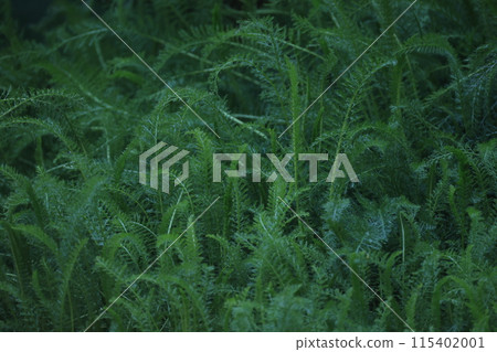 Green yarrow leaves growing in clusters Green yarrow leaves growing in clusters 115402001
