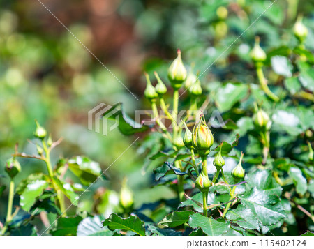 春天的景色 迫不及待要綻放的玫瑰花蕾 春天的景色 迫不及待要綻放的玫瑰花蕾 115402124