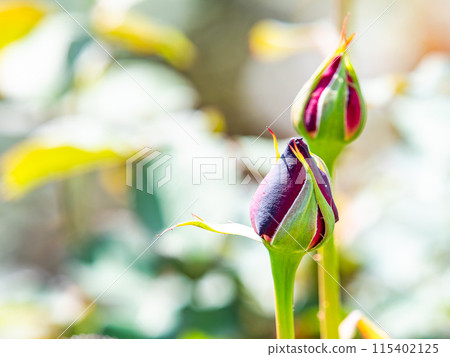 春天的景色 迫不及待要綻放的玫瑰花蕾 春天的景色 迫不及待要綻放的玫瑰花蕾 115402125