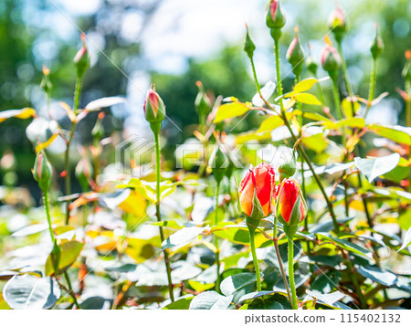 春天的景色 迫不及待要綻放的玫瑰花蕾 春天的景色 迫不及待要綻放的玫瑰花蕾 115402132