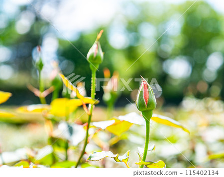 春天的景色 迫不及待要綻放的玫瑰花蕾 春天的景色 迫不及待要綻放的玫瑰花蕾 115402134