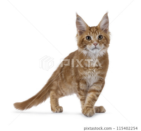 Maine Coon cat kitten on white 115402254