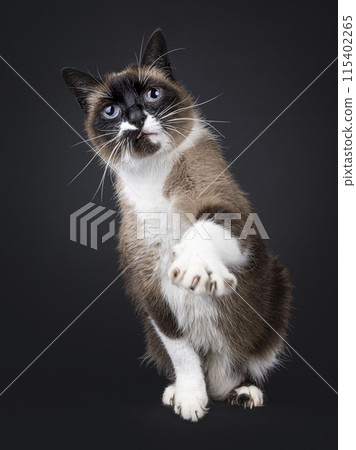 Snowshoe cat on black background 115402265