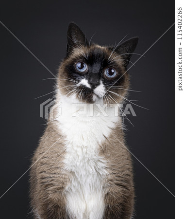Snowshoe cat on black background Snowshoe cat on black background 115402266