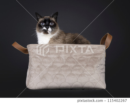 Snowshoe cat on black background Snowshoe cat on black background 115402267