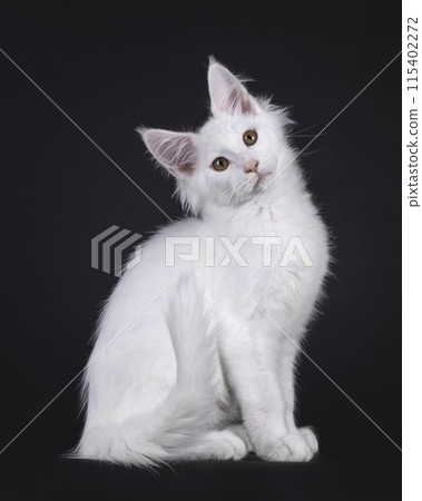 Maine Coon kitten on black background Maine Coon kitten on black background 115402272