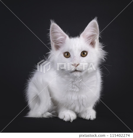 Maine Coon kitten on black background 115402274