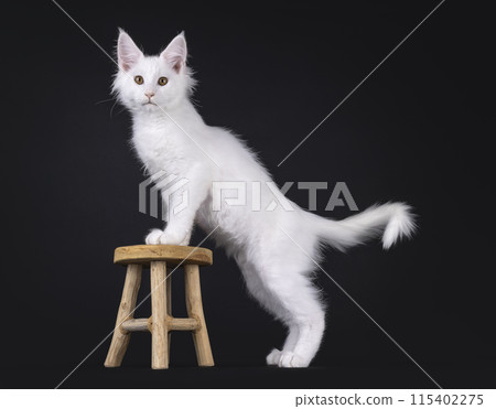 Maine Coon kitten on black background Maine Coon kitten on black background 115402275