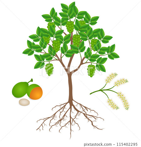 Melicoccus bijugatus spanish lime or ginepa, mamoncillo tree with fruits and flowers. Melicoccus bijugatus spanish lime or ginepa, mamoncillo tree with fruits and flowers. 115402295
