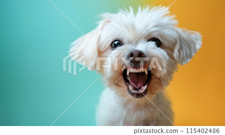 Maltese, angry dog baring its teeth, studio lighting pastel background 115402486