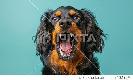 Gordon Setter, angry dog baring its teeth, studio lighting pastel background 115402599