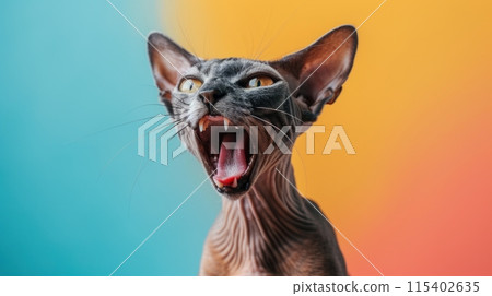 Peterbald, angry cat baring its teeth, studio lighting pastel background 115402635