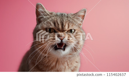 Pixie-bob, angry cat baring its teeth, studio lighting pastel background 115402637
