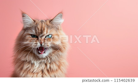 Ragamuffin, angry cat baring its teeth, studio lighting pastel background 115402639
