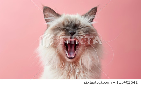 Ragdoll, angry cat baring its teeth, studio lighting pastel background 115402641