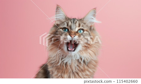 American Bobtail, angry cat baring its teeth, studio lighting pastel background American Bobtail, angry cat baring its teeth, studio lighting pastel background 115402660