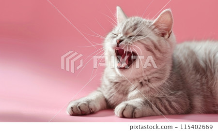 American Wirehair, angry cat baring its teeth, studio lighting pastel background American Wirehair, angry cat baring its teeth, studio lighting pastel background 115402669