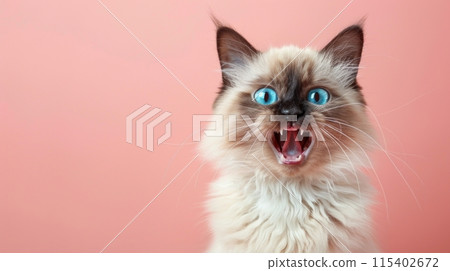 Balinese, angry cat baring its teeth, studio lighting pastel background 115402672