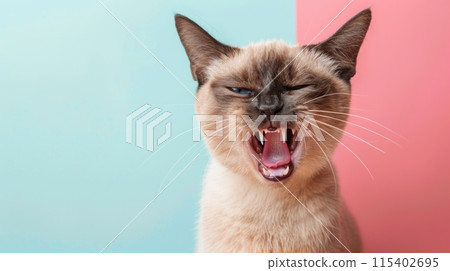 Burmese, angry cat baring its teeth, studio lighting pastel background 115402695