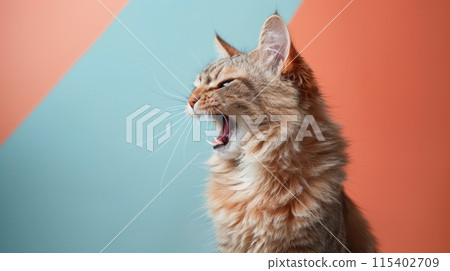 Cymric, angry cat baring its teeth, studio lighting pastel background 115402709