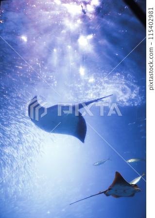 游泳的黃貂魚和閃耀的光芒 游泳的黃貂魚和閃耀的光芒 115402981