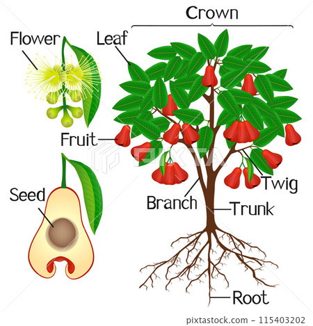 Parts of rose apple plant on a white background. 115403202