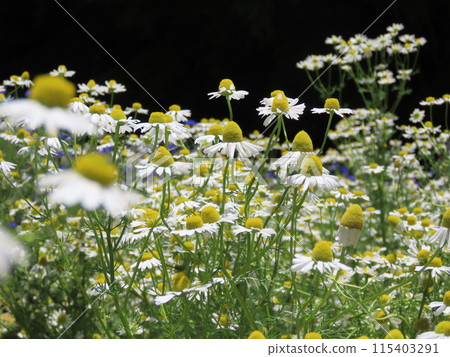 Roman chamomile flowers blooming in clusters 115403291