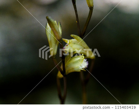 Mycoheterotrophic plant, Orchidaceae, blooming of the Pale-green Orchid Mycoheterotrophic plant, Orchidaceae, blooming of the Pale-green Orchid 115403419