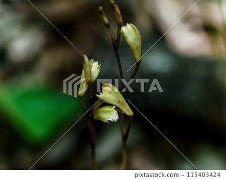 Mycoheterotrophic plant, Orchidaceae, blooming of the Pale-green Orchid Mycoheterotrophic plant, Orchidaceae, blooming of the Pale-green Orchid 115403424