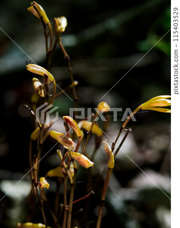 Mycoheterotrophic plant, Orchidaceae, Enshuumyouran Mycoheterotrophic plant, Orchidaceae, Enshuumyouran 115403529