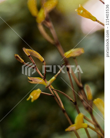 真菌異養植物,蘭科,Ensium yoran 真菌異養植物,蘭科,Ensium yoran 115403536