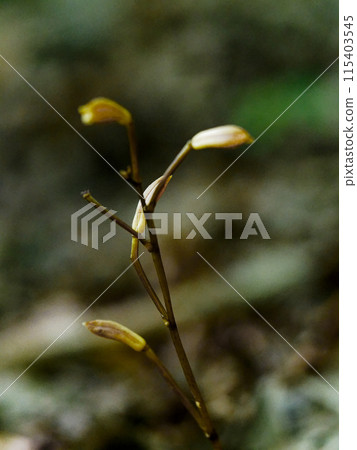 Mycoheterotrophic plant, Orchidaceae, Enshuumyouran Mycoheterotrophic plant, Orchidaceae, Enshuumyouran 115403545
