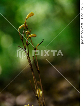 Mycoheterotrophic plant, Orchidaceae, Enshuumyouran Mycoheterotrophic plant, Orchidaceae, Enshuumyouran 115403546
