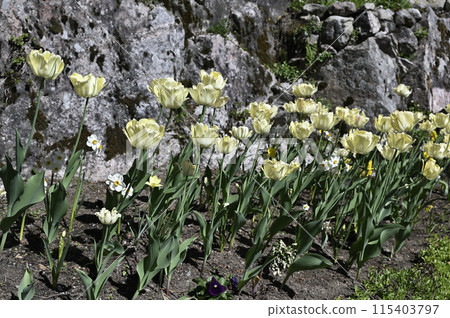 yellow tulips in a flowerbed yellow tulips in a flowerbed 115403797