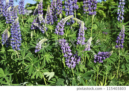 blooming lupines on the side of road in summer 115403803