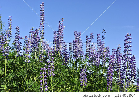 blooming lupines on the side of road in summer blooming lupines on the side of road in summer 115403804