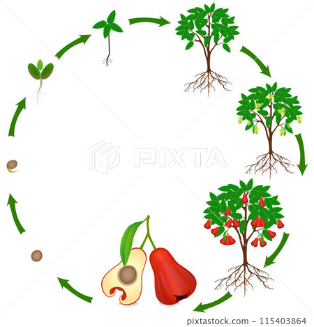 Life cycle of rose apple plant on a white background. 115403864