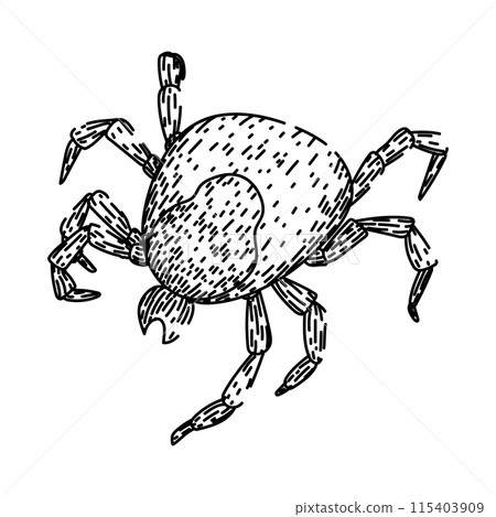 lyme tick sketch hand drawn vector 115403909