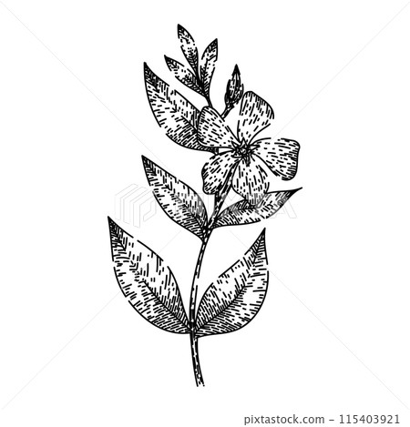 flora periwinkle sketch hand drawn vector 115403921