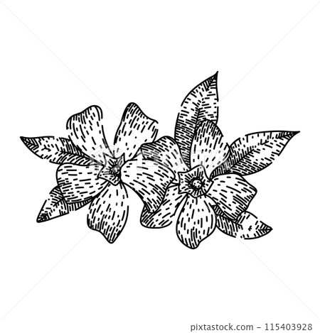plant periwinkle sketch hand drawn vector 115403928