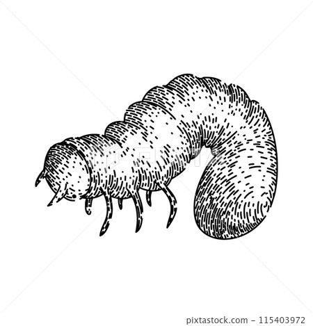 soil chafer sketch hand drawn vector soil chafer sketch hand drawn vector 115403972