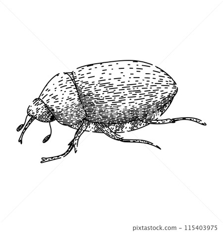 larva chafer sketch hand drawn vector larva chafer sketch hand drawn vector 115403975
