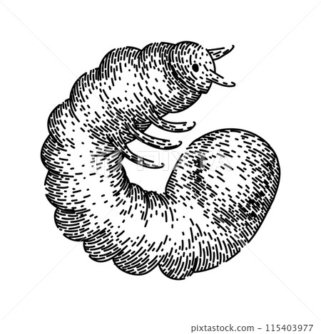 beetle chafer sketch hand drawn vector beetle chafer sketch hand drawn vector 115403977