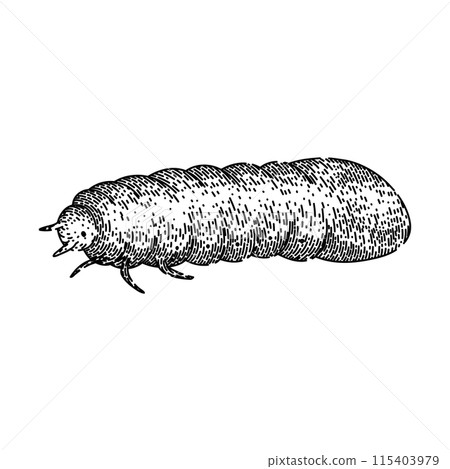grub chafer sketch hand drawn vector 115403979