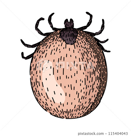 mite tick sketch hand drawn vector mite tick sketch hand drawn vector 115404043