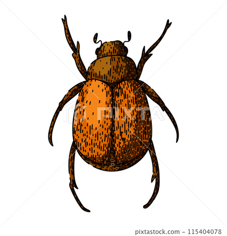 lawn chafer sketch hand drawn vector 115404078